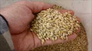 Barley to Beer in 100 seconds [upl. by Aerdnaed]