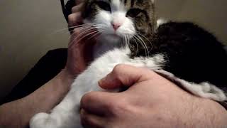 😻A Cats Life  Cosy snuggle time with my cat pt2😻 [upl. by Max]