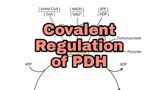 Regulation of Pyruvate Dehydrogenase PDH Part 2  Covalent Regulation  CarbohydrateMetabolism [upl. by Mmada291]