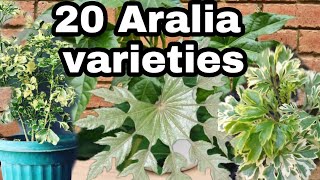 polysciasaralia plants 20 different types and varieties with names [upl. by Grieve]