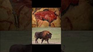 There is a depiction of aurochs in the Altamira Cave found in northern Spain history [upl. by Hamburger]