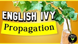 English Ivy Propagation and Care Guide for Beginners Hedera helix [upl. by Pride]