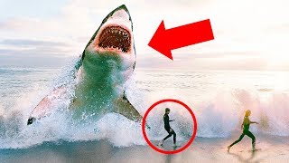 Ist Megalodon definitiv ausgestorben [upl. by Kelby739]