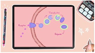 The 3 Stages of Cell Signaling  An Introduction to Cell Signaling [upl. by Walt]