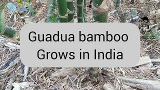 Guadua bamboo grows in India [upl. by Lucilla]