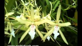 OrchidWeb  Miltonia flavescens [upl. by Averat]