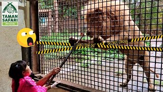 Kasih Makan Singa dan Harimau  Mengenal Binatang Buas untuk Anak Lion King and Tiger [upl. by Aniles]