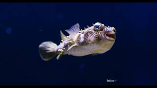 Georgia Aquarium Striped Burrfish  pufferfish 4K [upl. by Maude]