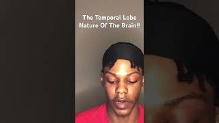 The Nature Of The Temporal Lobe In The Brain [upl. by Ykvir]