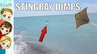 Stingray Jumps Out of the ocean Water [upl. by Aryajay]