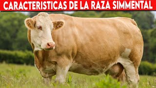 🔴 CARACTERISTICAS DE LA RAZA SIMMENTAL ✅ Vacas Lecheras [upl. by Nyla]