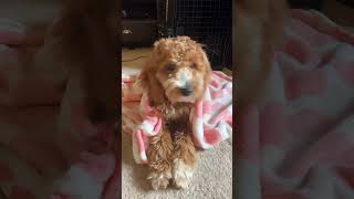 dog goldendoodle puppy poodle cute puppylife petme [upl. by Ecirtnuahs917]