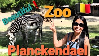 Planckendael zoo  Belgium zoo 🇧🇪  Zoo Planckendael [upl. by Nazay]