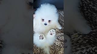 Cuccioli Volpino Pomerania Toy maschi femmine in vendita video 2 [upl. by Nothgierc]