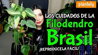 Filodendro Brasil Philodendron Brasil Cuidados y Reproducción  Plantely [upl. by Ellehsor890]