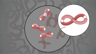 How it Works Proximo HiC Genome Scaffolding [upl. by Alrad913]