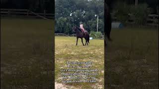 riding a giant Percheron for the first time ponypower equestrian [upl. by Bryanty309]