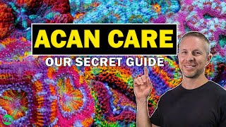 ACAN CORALS SECRET GUIDE TO SUCCESS [upl. by Ardnuaed]