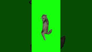 LOBO BAILANDO  PANTALLA VERDE [upl. by Macfadyn]