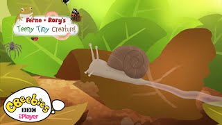 Facts about Snails  Ferne amp Rorys Teeny Tiny Creatures  CBeebies [upl. by Hekking944]