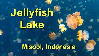 Jellyfish Lake Misool Indonesia [upl. by Roque]