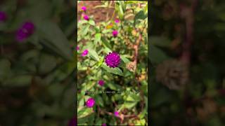 Gomphrena globosacommonly known as globe amaranth gardenflowers vadamalli flower nature shorts [upl. by Fe794]