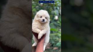 spitz puppies sale  spitz for sale  Spitz sale kerala  home delivery available  pom sale [upl. by Girovard]