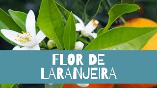 Perfumes com Neroli e Flor de laranjeira 🍊 [upl. by Phaih]