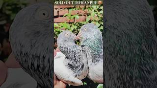 Saharanpuri kabootar kanpur chale gai🫡 viral pigeon youtubeshorts pigeon videos [upl. by Ecnatsnoc]