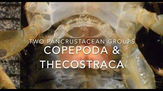 Copepods and thecostracans [upl. by Constancy]