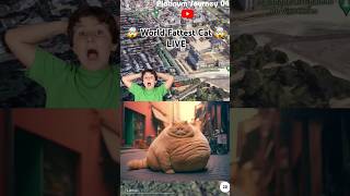 World Fattest Cat 😱🌍 Real Life Found Video Wait For End 📍 shots platinumjourney04 [upl. by Haakon]