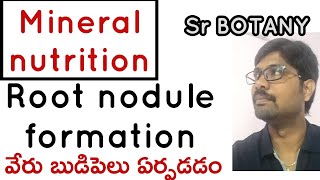 Mineral nutrition 12th class nodule formation [upl. by Maje350]