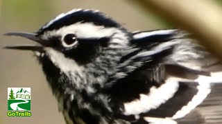 Black and white warbler bird call  song  sounds amp activities [upl. by Mattox103]