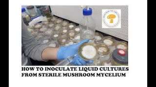 How to inoculate liquid culture  the best ways to start a mushroom LC from agar mycelium [upl. by Chev]