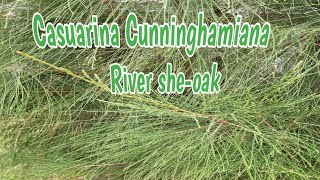 🌿🌿🌱Casuarina Cunninghamiana  River Sheoak  Description [upl. by Eerehs315]