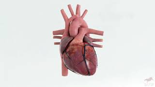 3D Human Heart Model Blender [upl. by Spike]