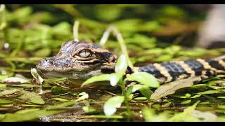 Fresh Hatchling on the Loxahatchee River [upl. by Sherfield]