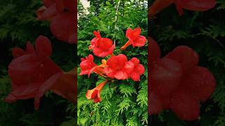 Campsis ‘Madame Galen Trumpet Creeper Red flowers flowers flower [upl. by Analrahc412]