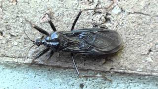 Masked Hunter Reduviidae Reduvius personatus Dorsal View [upl. by Ybrek]