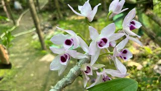 Blooming my Dendrobium parishii [upl. by Molly]