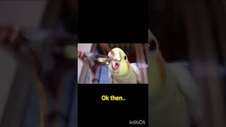 Why are cockatiels attracted to glasses💪🦜👓 [upl. by Nailimixam]