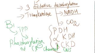 Coenzyme role of B1 Thiamine [upl. by Ursal]