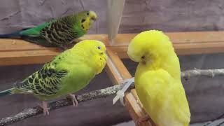 11 Hr Help Quiet Parakeets Sing by Playing This Cute Budgies Chirping Reduce Stress of lonely Bird [upl. by Cower]