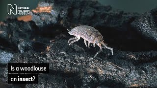 Is a woodlouse an insect  Natural History Museum [upl. by Carroll437]