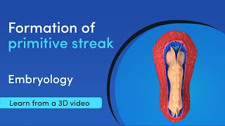 How is the primitive streak formed  Best 3D Medical Learning App  MediMagic [upl. by Anuaek]