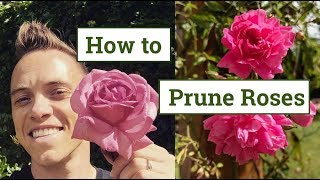 How to Prune Roses the Beginners Guide [upl. by Sisely]