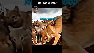 Bulldog vs wolf🐕🐕 [upl. by Nnaylrebmik778]