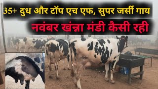 पशु मंडी खंन्ना 15112024 extraordinary cows for sale in pashu mandi Khanna live mandi jbs video [upl. by Nived]