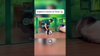 La INCREÍBLE técnica para salvar a un bebé panda 🐼💨 shorts [upl. by Nylisoj]