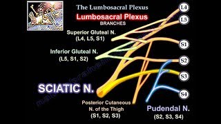 Lumbosacral Plexus  Everything You Need To Know  Dr Nabil Ebraheim [upl. by Rusticus52]